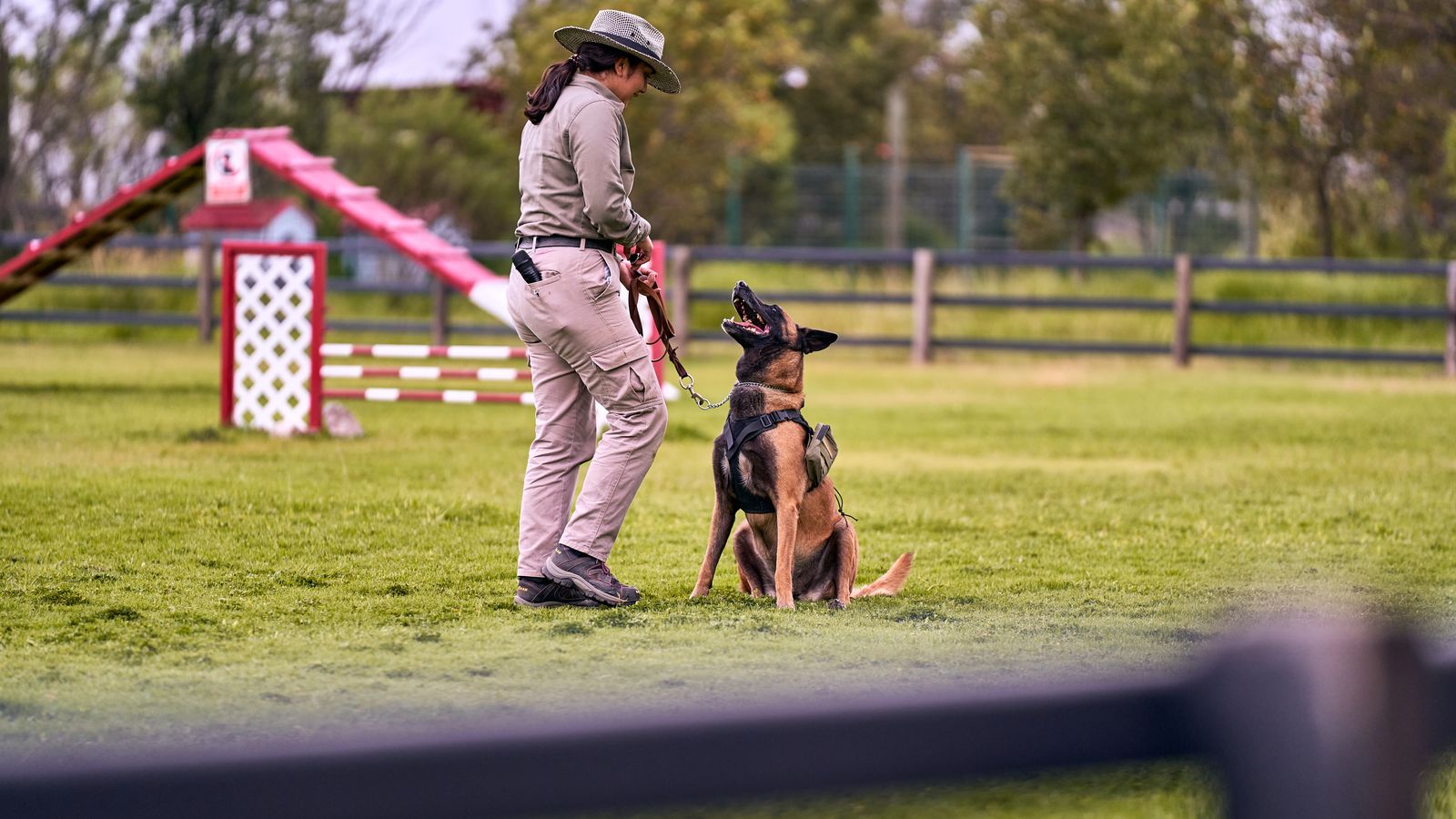 Dog training session outdoors in a park
