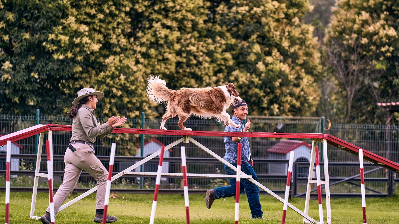Dog agility training in park with trainer