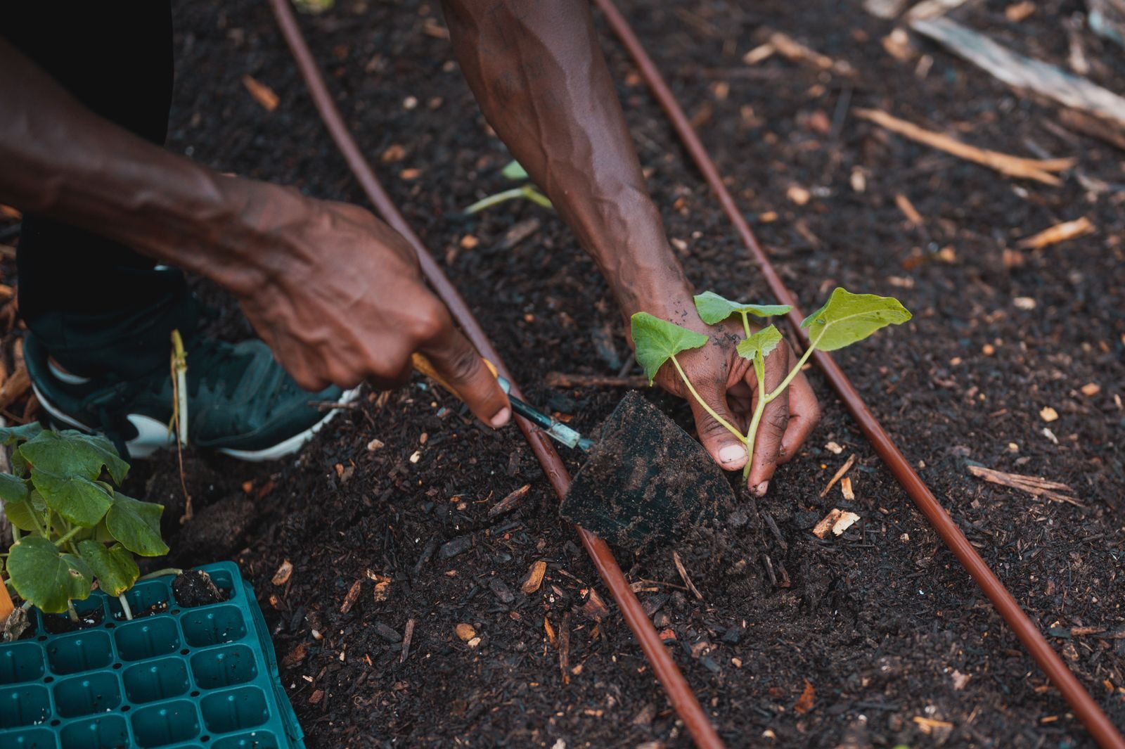 Hands planting a seedling in soil, showcasing gardening and cultivation outdoors