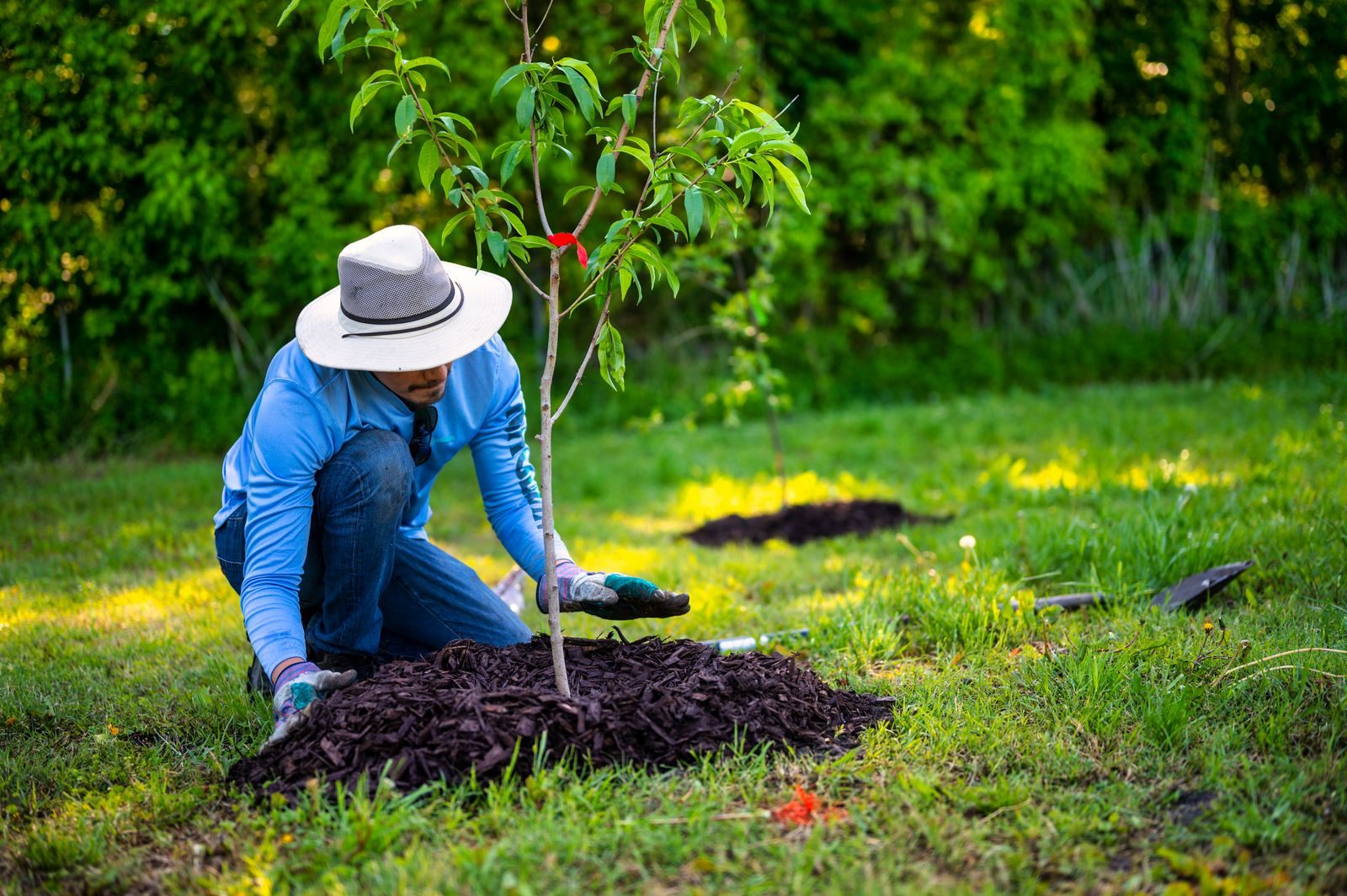 A person in a garden planting a young tree under bright sunlight, showcasing gardening efforts and nature's gr