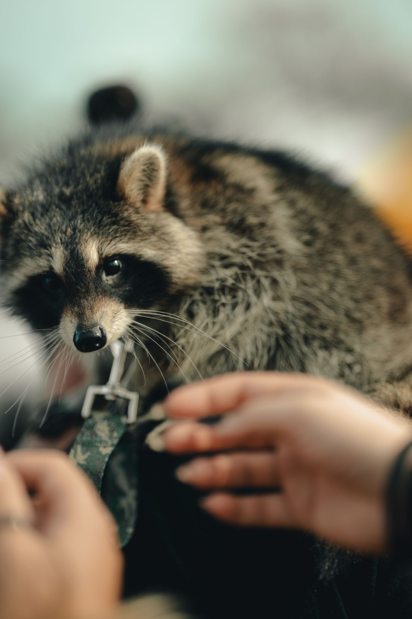 A curious raccoon interacting with a person outdoors