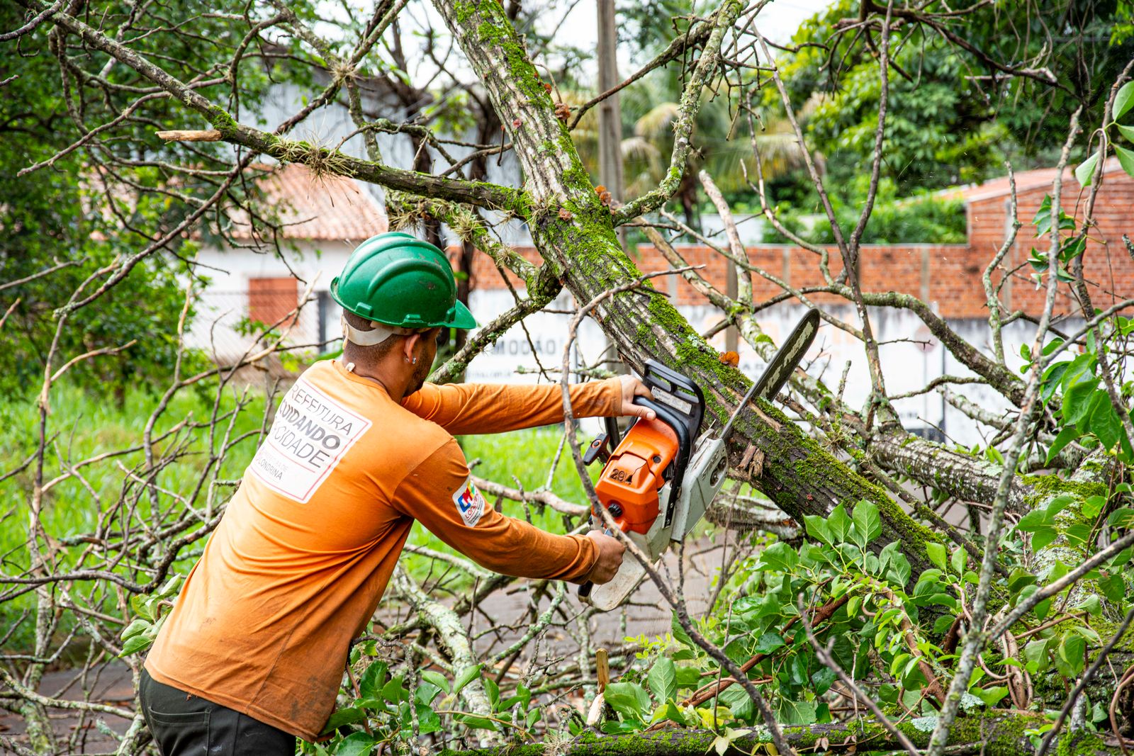 Tree maintenance worker using chainsaw in londrina
