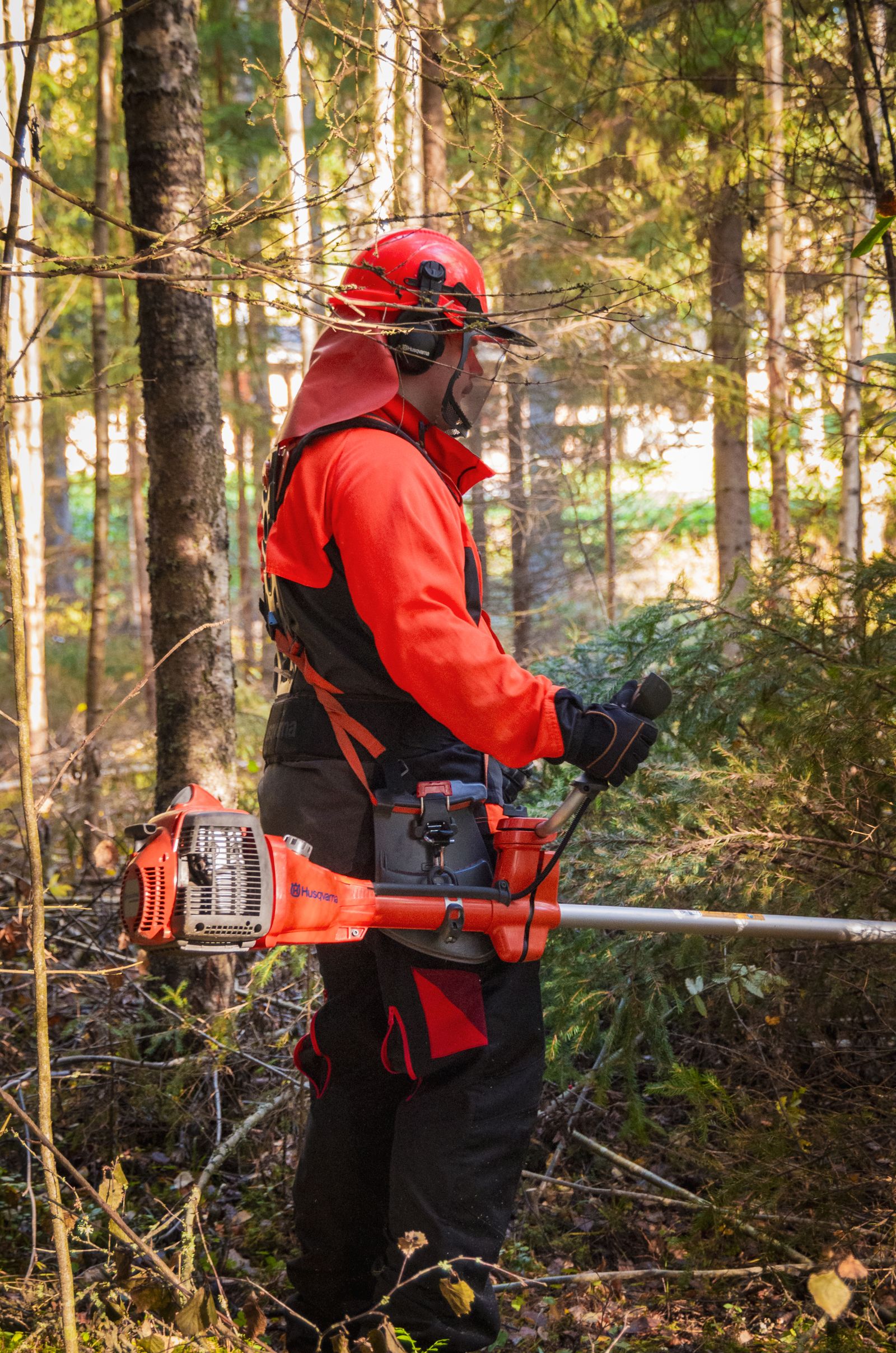 Forest worker managing brush in finnish woods
